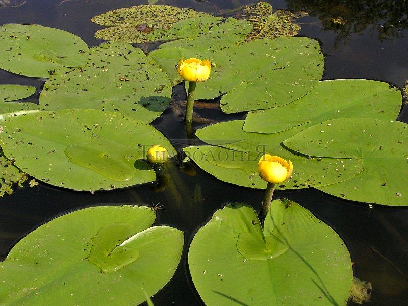 Кубышка условия. Кубышка Озерная. Кубышка кувшинка стрелолист. Кубышка жёлтая водная Лилия. Кубышка желтая Nuphar luteum (l.) Smith.